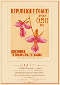 Maison Hibiscus | Affiche Vintage – Orchidée rose